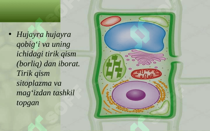 HUJAYRA VA UNING TARKIBIY QISMLARI 6
