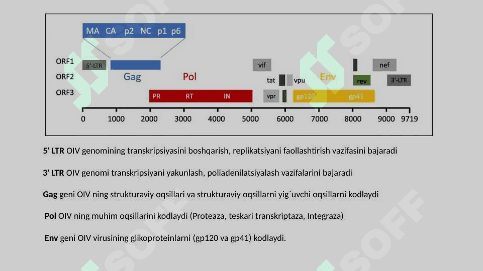 OIV va OITS 3