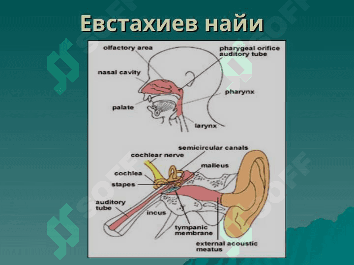 TASHQI VA O`RTA QULOQNING O`TKIR VA SURUNKALI KASALLIKLARI. 6