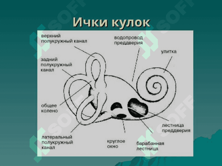 TASHQI VA O`RTA QULOQNING O`TKIR VA SURUNKALI KASALLIKLARI. 7