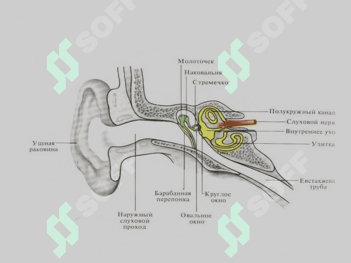 ESHITUV VA VESTIBULAR ANALIZATORLARINING FIZIOLOGIYASI 5