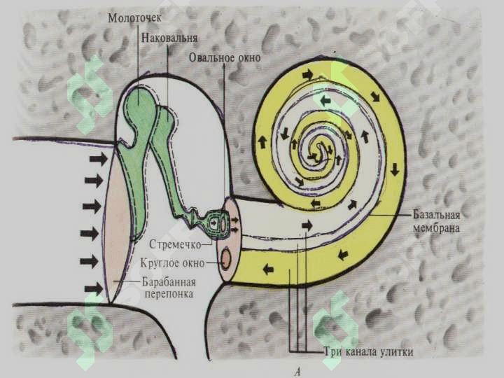 ESHITUV VA VESTIBULAR ANALIZATORLARINING FIZIOLOGIYASI 8