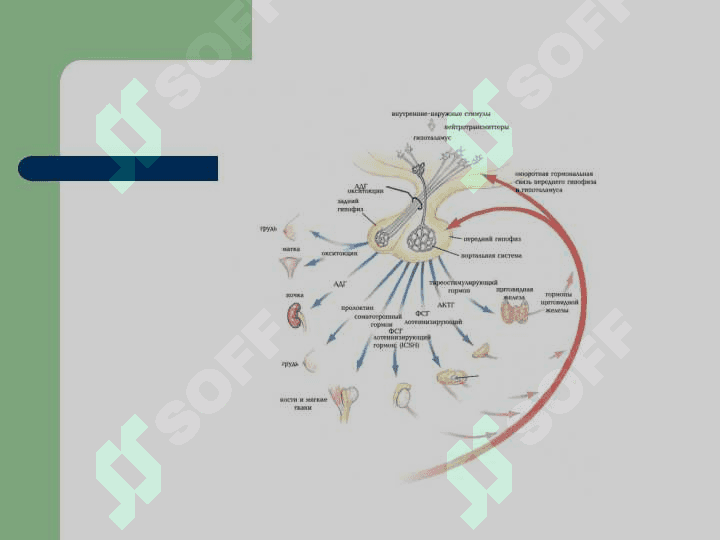 ENDOKRIN TIZIM PATOFIZIOLOGIYASI 6