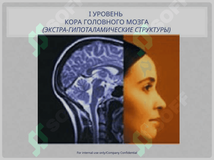 Менструальный цикл  и  его регуляция 6