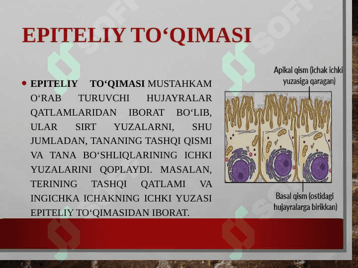 Odam organizmi 8