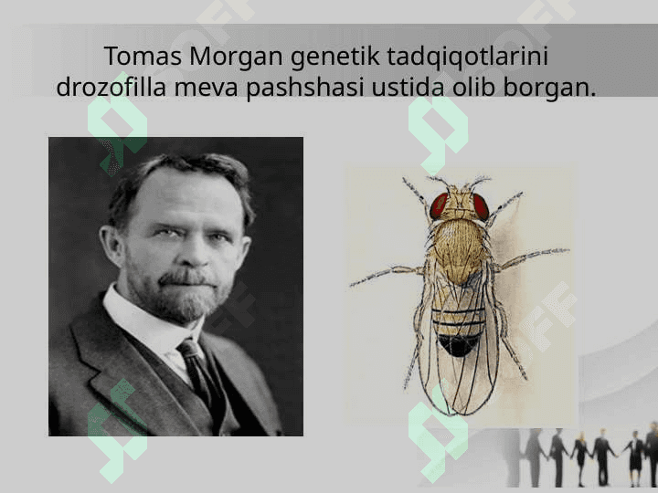 BELGILARNING JINSGA BOG‘LIQ HOLDA IRSIYLANISHI 2