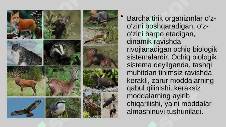 Hayvonlarning qon aylanish organlari evolutsiyasi 2