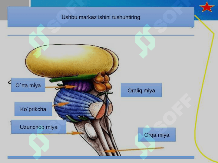 Nerv sistemasi kasalliklari 5