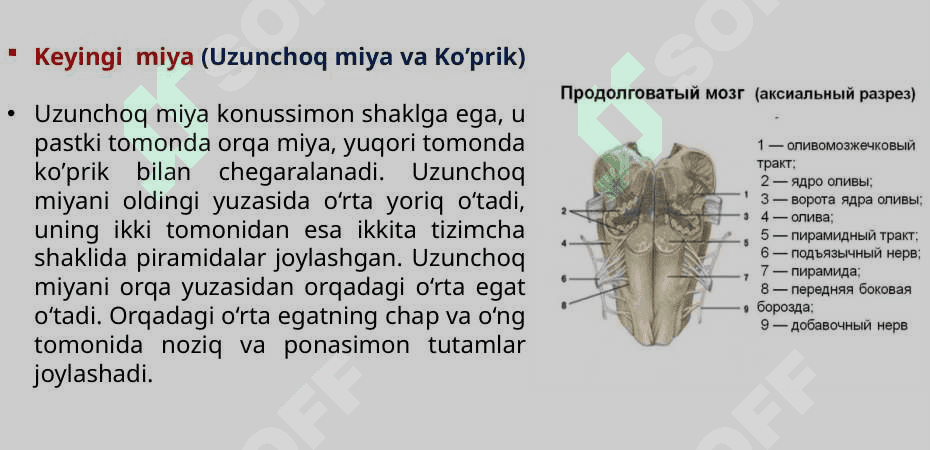 Oliy nerv faoliyati. Xotira va unga ta’sir etuvchi omillar 8