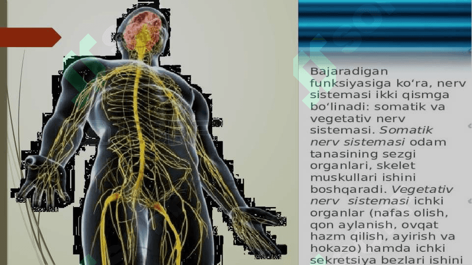 Xulq-atvorning psixofiziologik asosi 4
