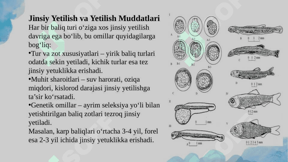 Baliqlarni Reproduktiv Chatishtirish 6