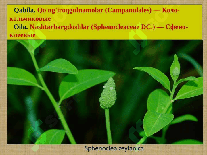 Qoqio'tkabilar (Asteridae) va Yalpizkabilar (Lamidae) ajdodchalari 2