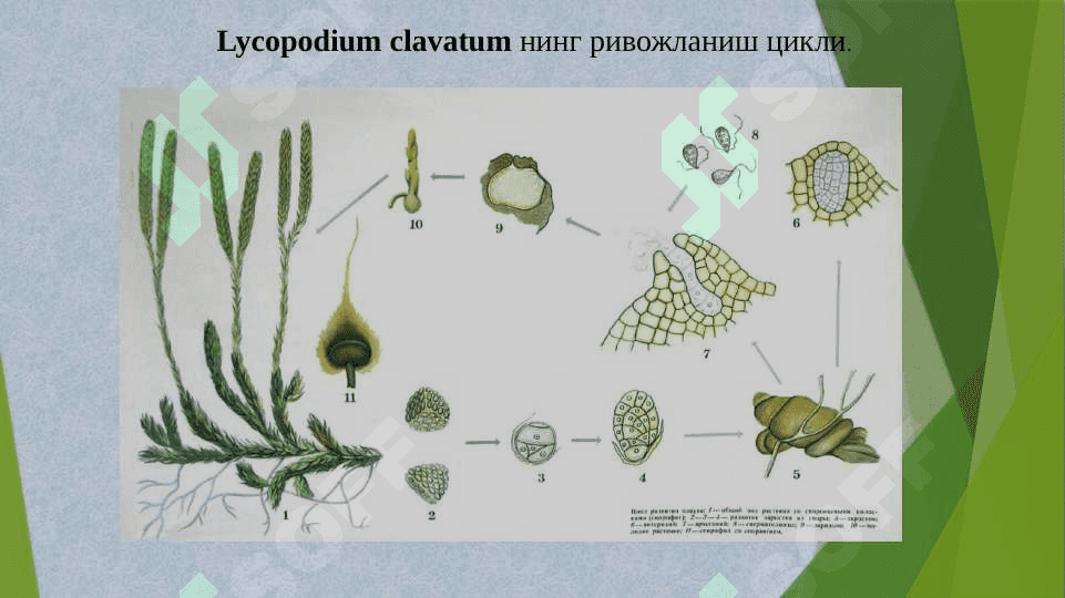Плаунтоифалар (Lycopodiophyta) ва Қирқбўғимтоифалар (Equisetophyta), Қирққулоқтоифа (Polypodiophyta) бўлимлари 5