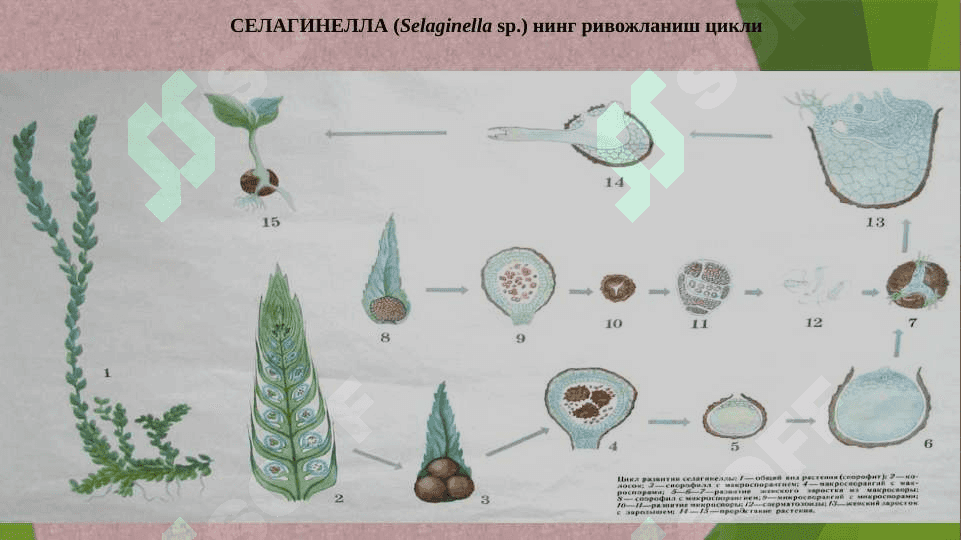 Плаунтоифалар (Lycopodiophyta) ва Қирқбўғимтоифалар (Equisetophyta), Қирққулоқтоифа (Polypodiophyta) бўлимлари 7