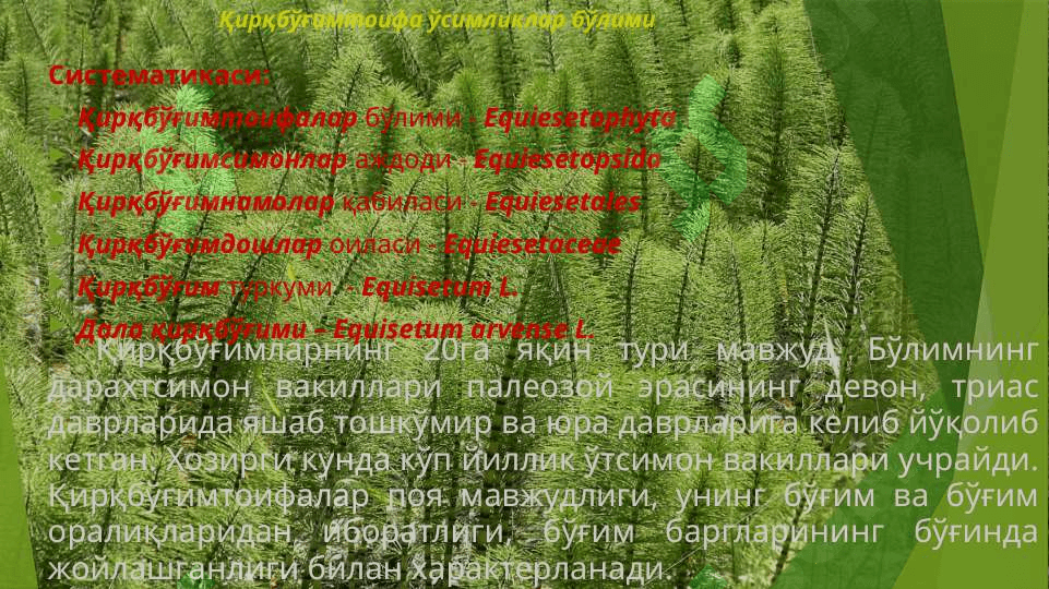 Плаунтоифалар (Lycopodiophyta) ва Қирқбўғимтоифалар (Equisetophyta), Қирққулоқтоифа (Polypodiophyta) бўлимлари 8