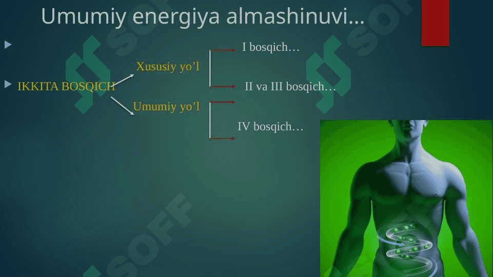 Mitoxondrial kasalliklar Energiya almashinuvining boshqarilishi 2