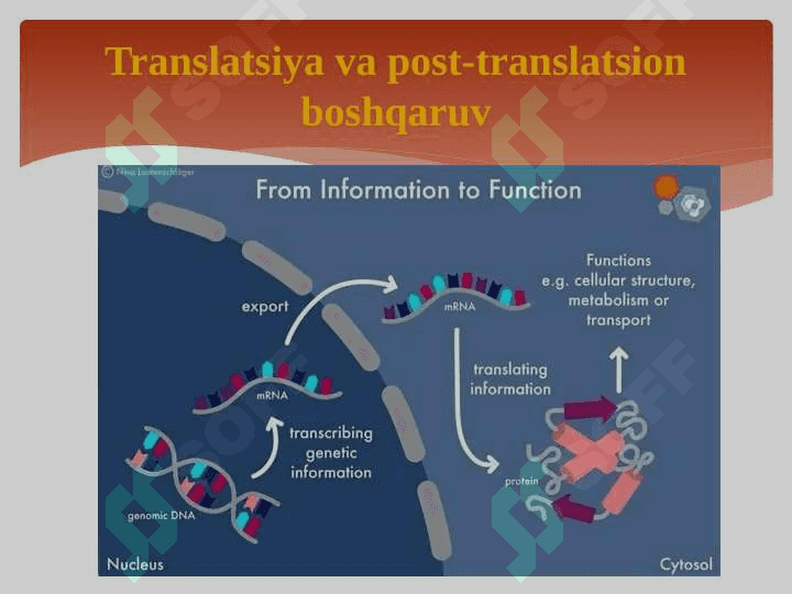 Genlar ta’sirining boshqarilishi,hujayra differensirovkasi 7