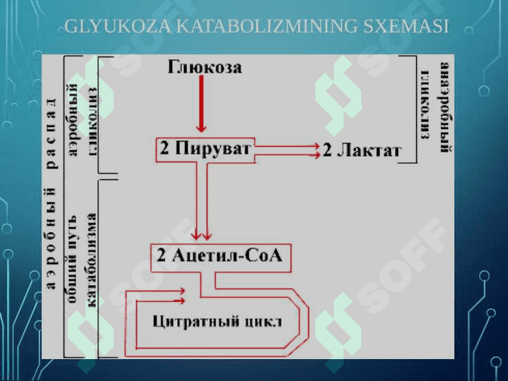 GLYUKOZА KАTАBOLIZMI VА GLYUKONEOGENEZ. PENTOZOFASFAT YO`LINING AHAMIYATI 4