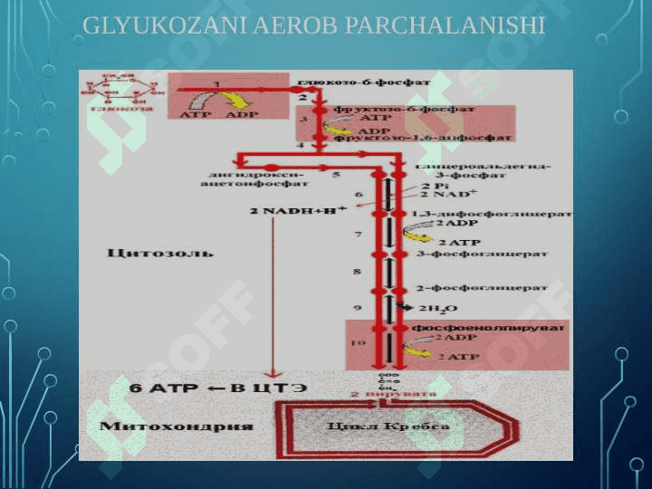 GLYUKOZА KАTАBOLIZMI VА GLYUKONEOGENEZ. PENTOZOFASFAT YO`LINING AHAMIYATI 5