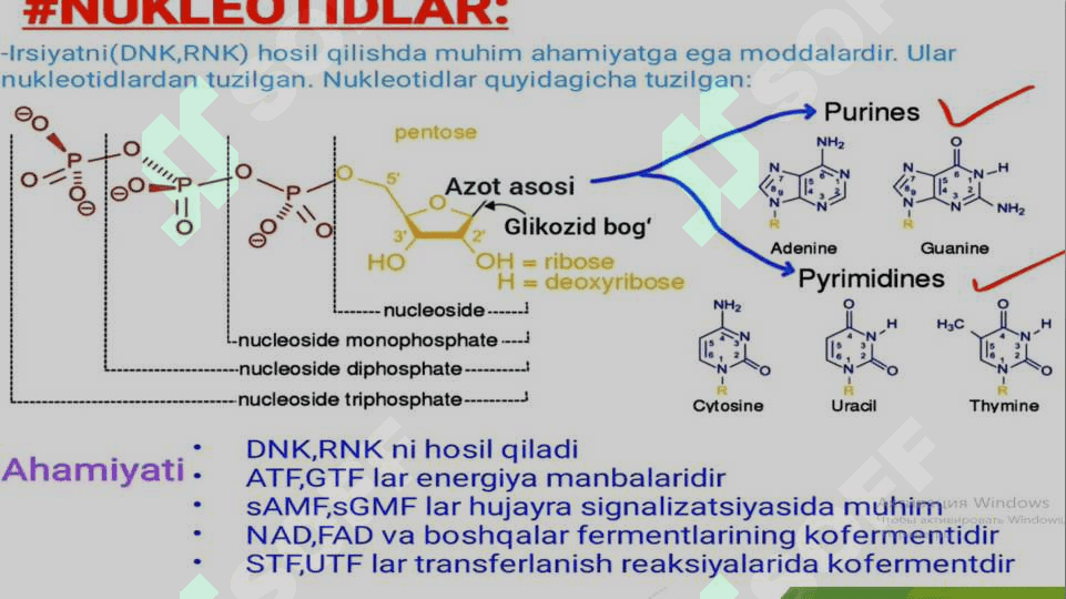 Nukleotidlar almashinuvi. Purin va pirimidin nukleotidlar katabolizmi va parchalanishi 3