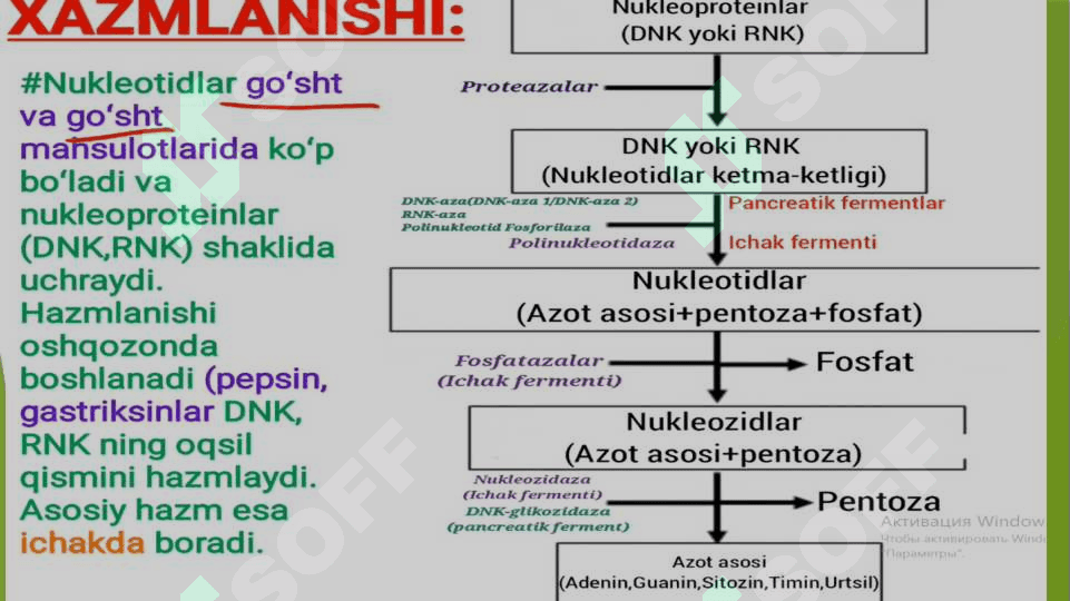 Nukleotidlar almashinuvi. Purin va pirimidin nukleotidlar katabolizmi va parchalanishi 4