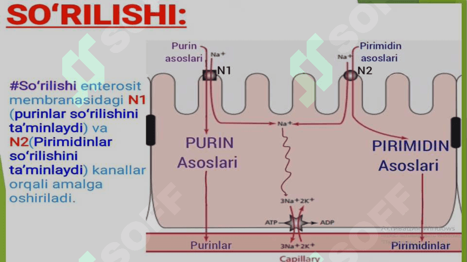 Nukleotidlar almashinuvi. Purin va pirimidin nukleotidlar katabolizmi va parchalanishi 5