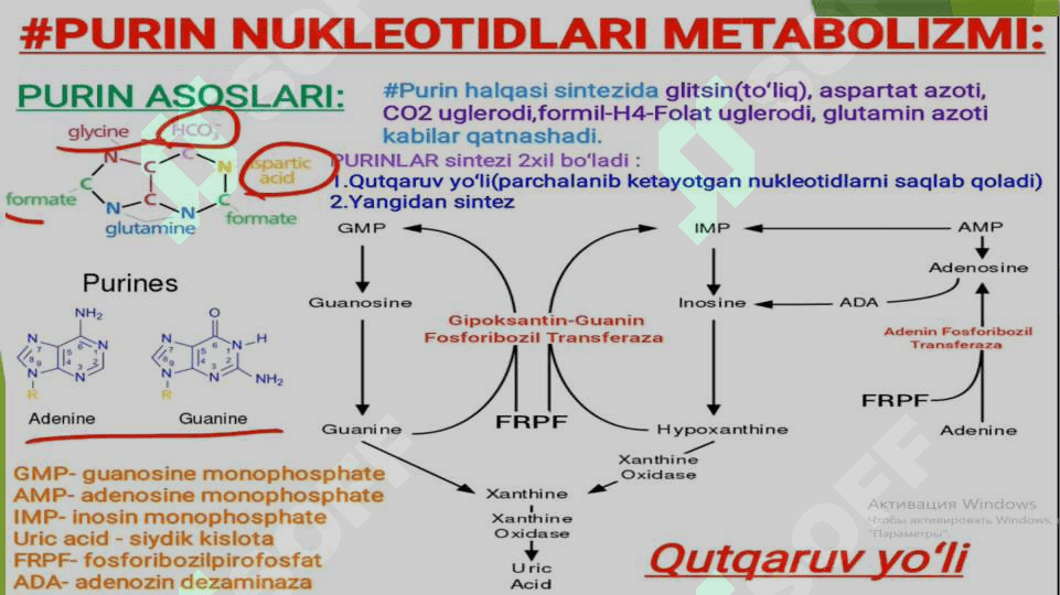 Nukleotidlar almashinuvi. Purin va pirimidin nukleotidlar katabolizmi va parchalanishi 6