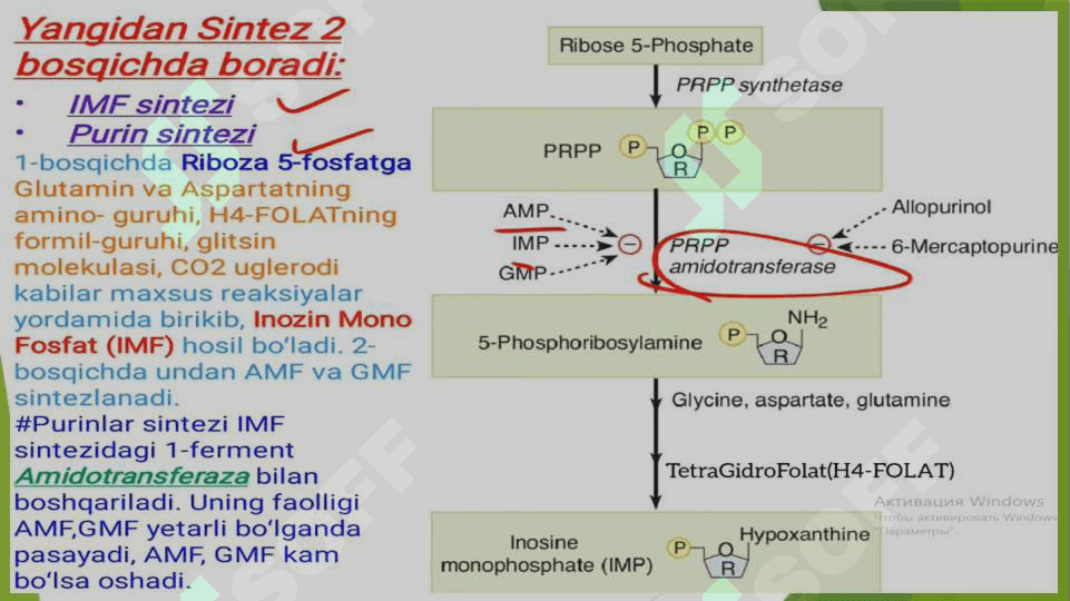Nukleotidlar almashinuvi. Purin va pirimidin nukleotidlar katabolizmi va parchalanishi 8