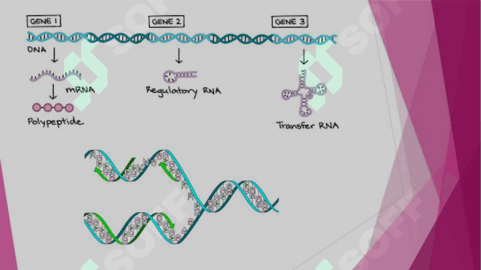 Molekulyar biologiya.Genlar ekspressiyasi: DNK biosintezi, RNK biosintezi 6