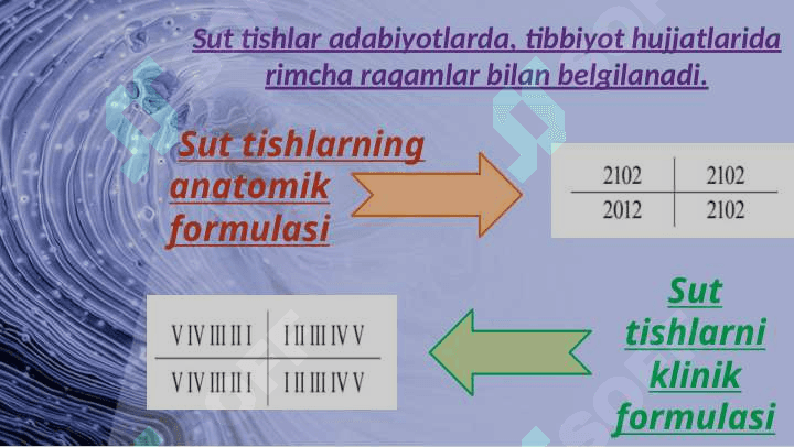 Tishlarning chiqishi, ildizlarning shakllanishi va sut tishlar ildizlarining surilish muddatlari 4