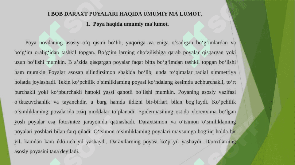 Daraxtlar poyasining anatomik tuzilishi 4