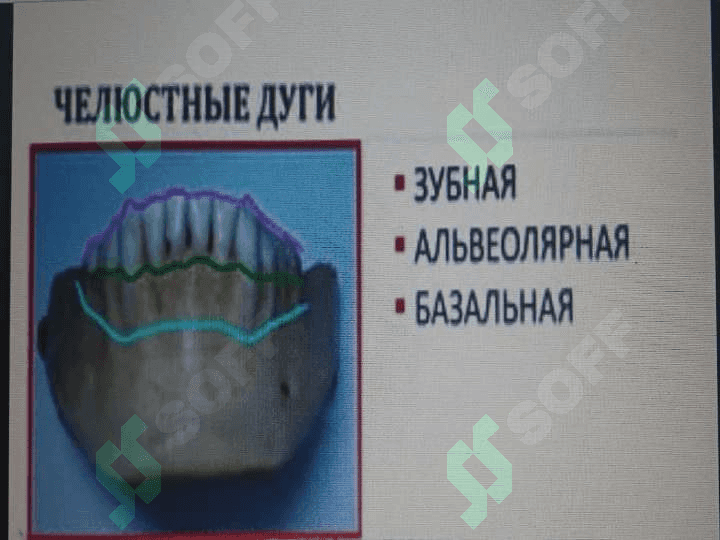 Tish yoylarining shakllari. Tish, alveolyar va bazal yoylar haqida tushuncha. Okklyuzion egri chiziqlar va tekisliklar 2