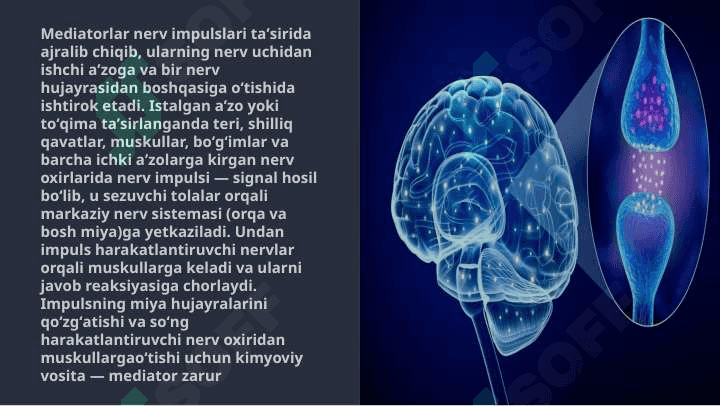 Neyromediatorlar biosintezi, ahamiyati va kasalliklari 4