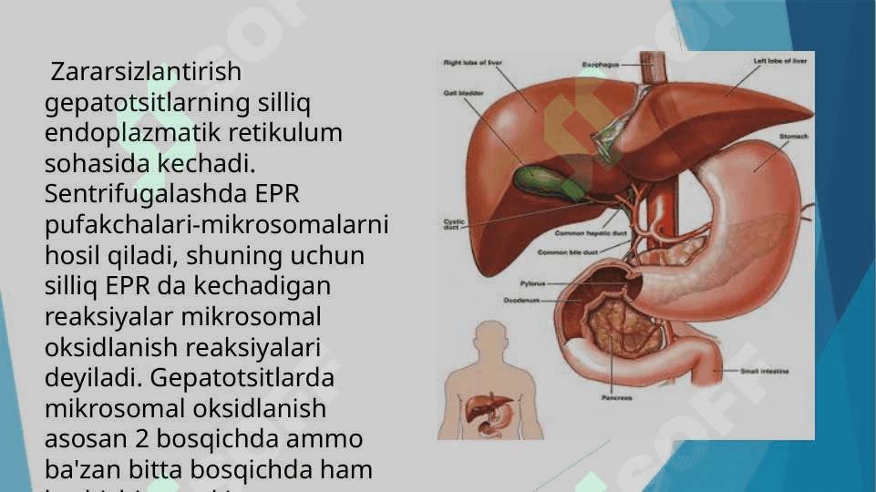 Jigarda gormonlarning zararsizlantirilishi, klinik ahamiyati 3