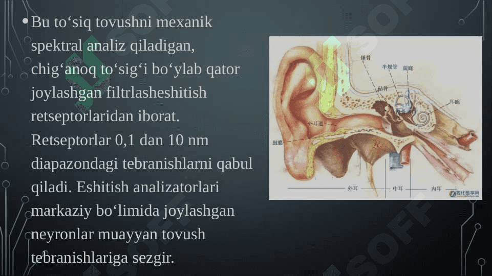 Eshituv analizatori patalogiyasining etalogiya va patogenezi 6