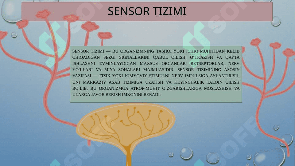SENSOR TIZIMI FIZIOLOGIYASI 3
