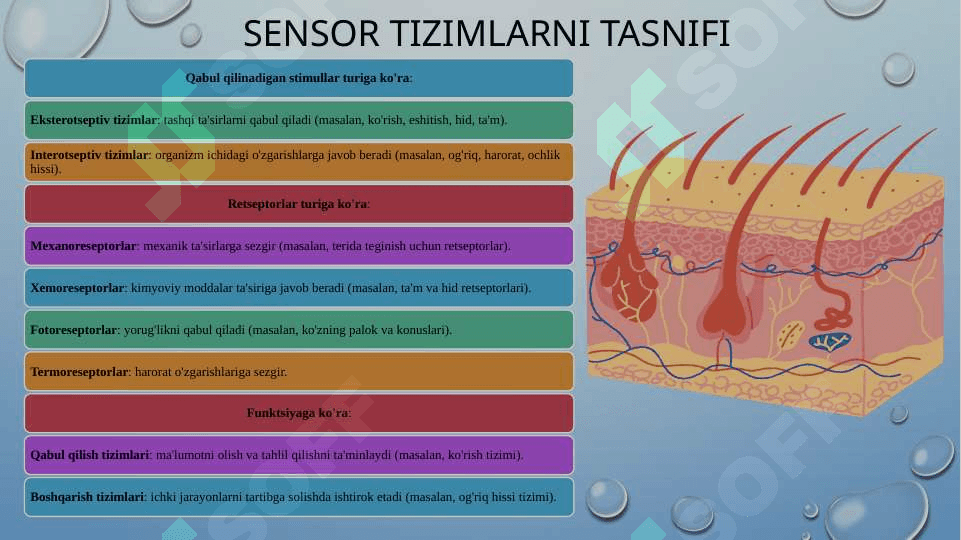 SENSOR TIZIMI FIZIOLOGIYASI 4