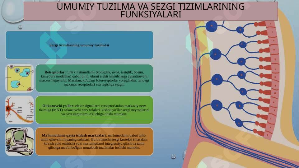 SENSOR TIZIMI FIZIOLOGIYASI 5