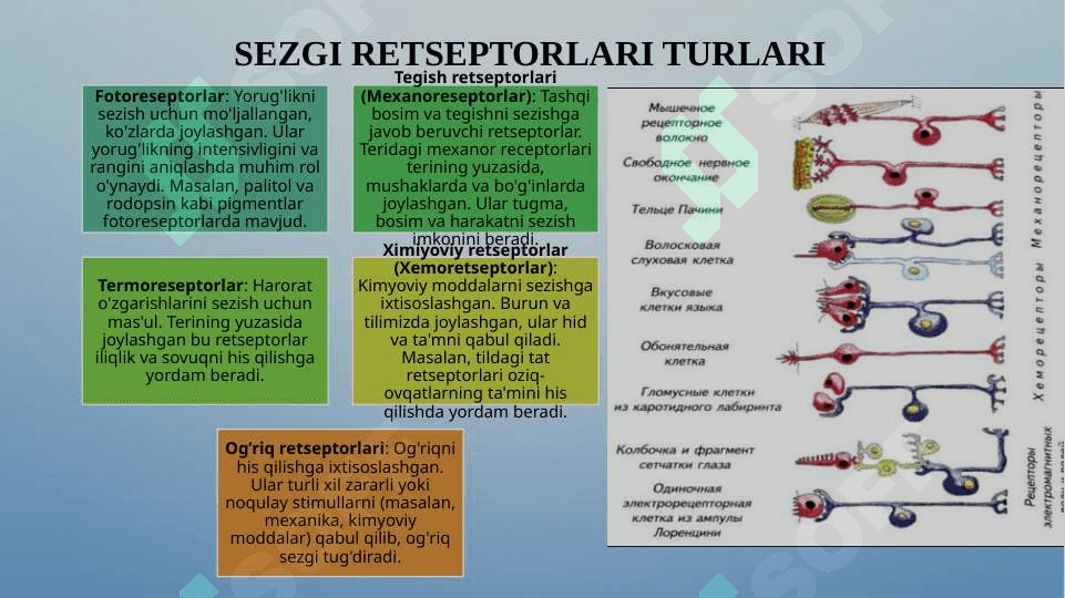 SENSOR TIZIMI FIZIOLOGIYASI 7
