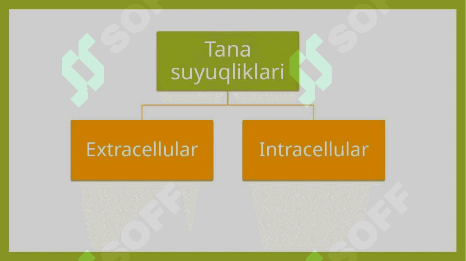 Organizmning funksional tuzilishi va tarkibi 2
