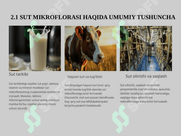 SUT MIKROFLORASI 7