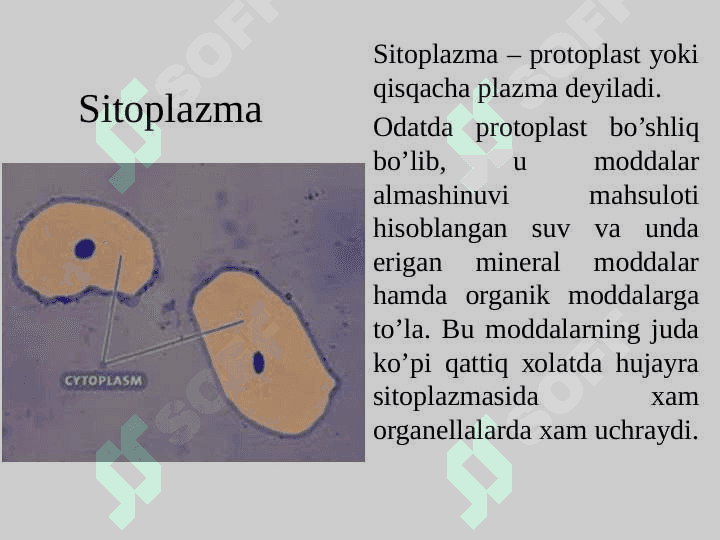 Sitoplazma va xujayraning vakuolyar tizimi. Xujayralararo boglanishlar (kontaktlar) 8