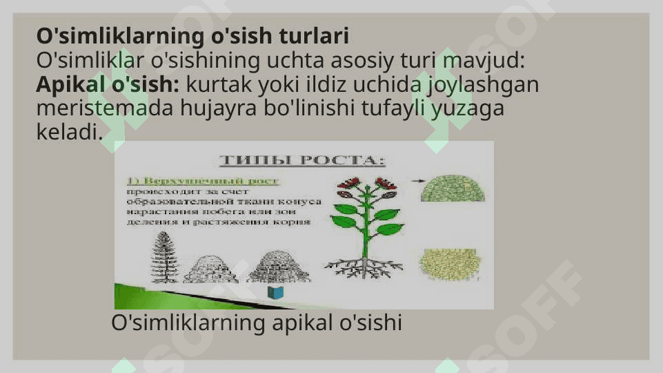 O'simliklar O’sish fazalari, tiplari va qonuniyatlari 7