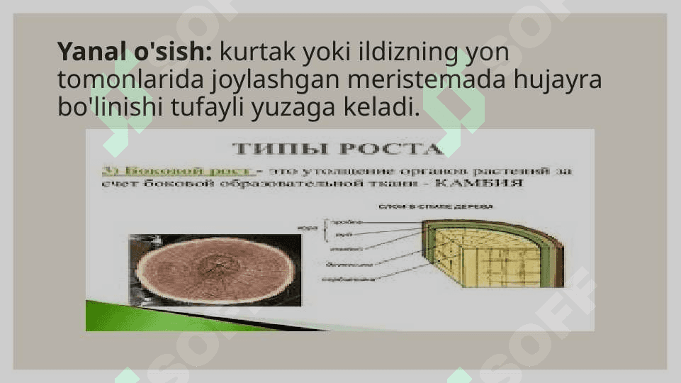 O'simliklar O’sish fazalari, tiplari va qonuniyatlari 8