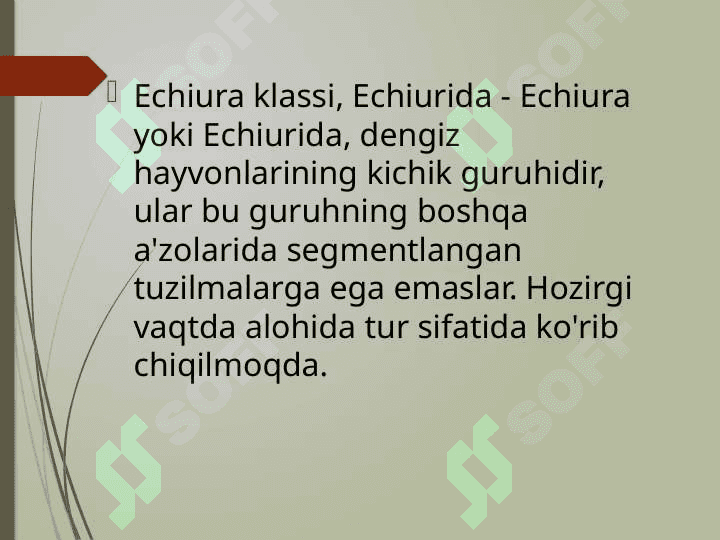 Echiura va Sipuncular 2