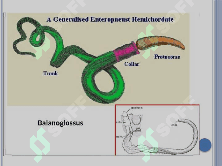 CHALA XORDALILAR (Hemichorda). Balanoglossus 2