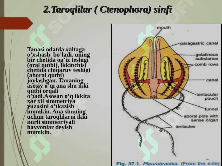 Taroqlilar (CTENOPHORA) tipi. 3