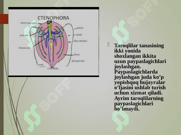 Taroqlilar (CTENOPHORA) tipi. 4