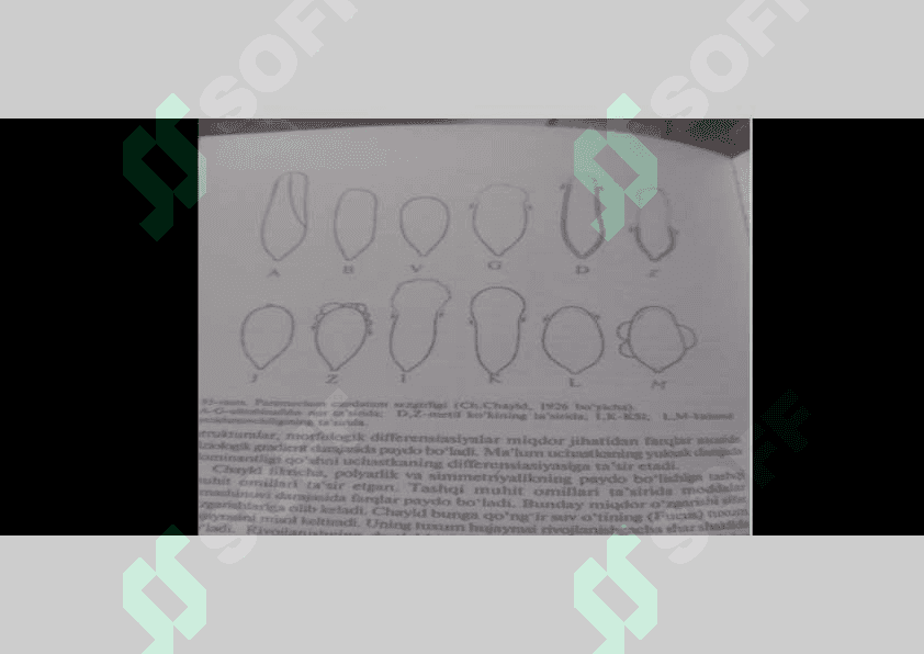 Ch.Chayldning fiziologik gradient nazariyasining ustuvorligi 8