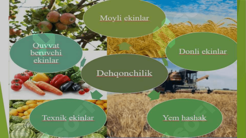Jahon qishloq xo'jaligining tarmoqlar tarkibi 5